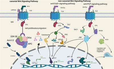 Research progress on the role of the Wnt signaling pathway in pituitary adenoma